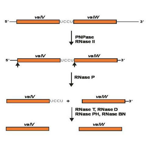 Model for the RNase P dependent pathway of tRNA processing in E. coli.