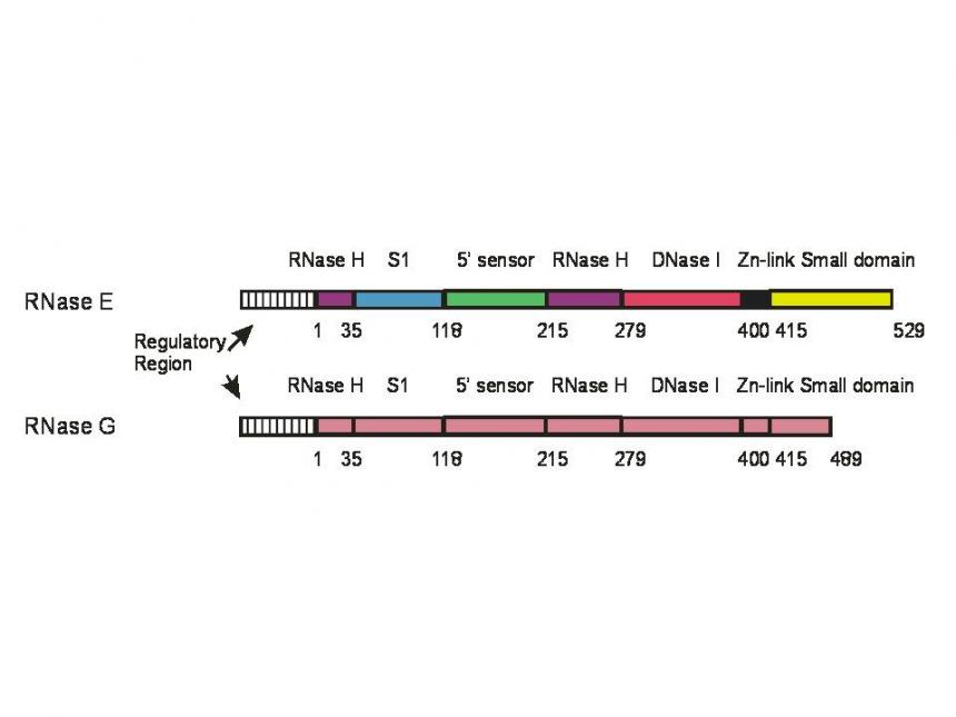 Comparison  of the RNase E and RNase G homologs